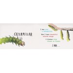 Heads and Tails Insects - by John Canty