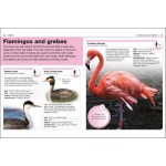 Pocket Eyewitness - Animals - DK Pocket Eyewitness - Animals - DK