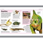 Pocket Eyewitness - Animals - DK Pocket Eyewitness - Animals - DK