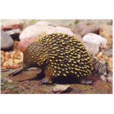 Echidna Figurine