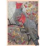 1000 pc Shirley Barber Puzzle - Gang Gang Cockatoo