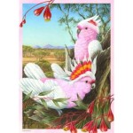 1000 pc Shirley Barber Puzzle - Major Mitchell’s Cockatoos