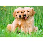 500 pc Ravensburger Puzzle - The Golden Retriever Brothers 500 pc Ravensburger Puzzle - The Golden Retriever Brothers