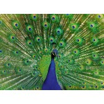 500 pc Ravensburger Puzzle - Peacock