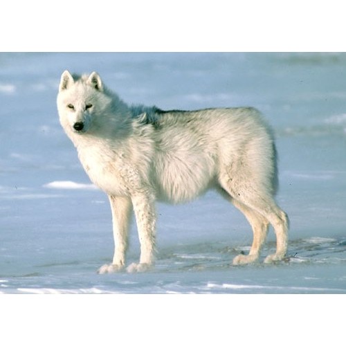 Wild Life Arctic wolf Schleich 14742