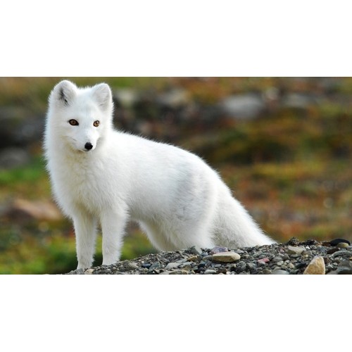 schleich arctic fox