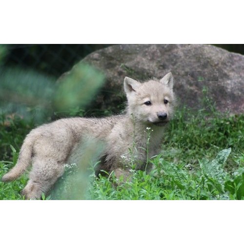 schleich arctic wolf