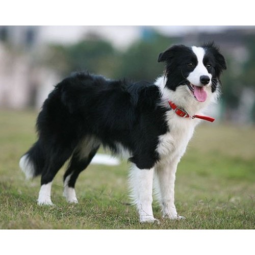 schleich border collie