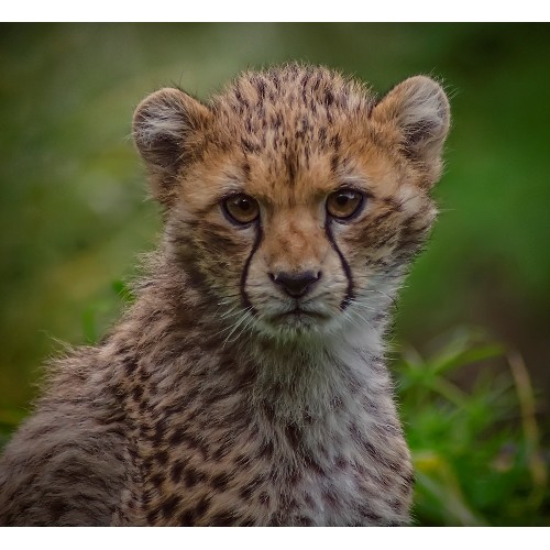 schleich cheetah cub
