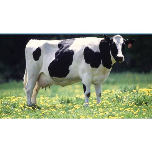 schleich holstein cow