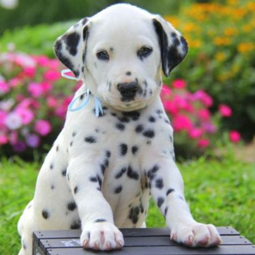 schleich dalmatian puppy