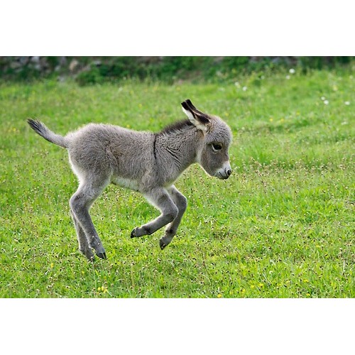 schleich donkey foal