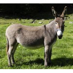 Donkey - Schleich 13772