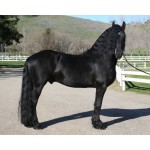 Horse - Friesian Mare - Schleich Horse Club 13906