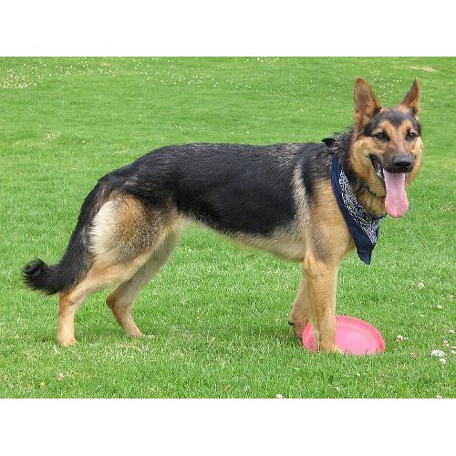 schleich german shepherd puppy