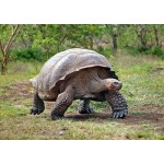 Giant Tortise - Schleich Wildlife 14824