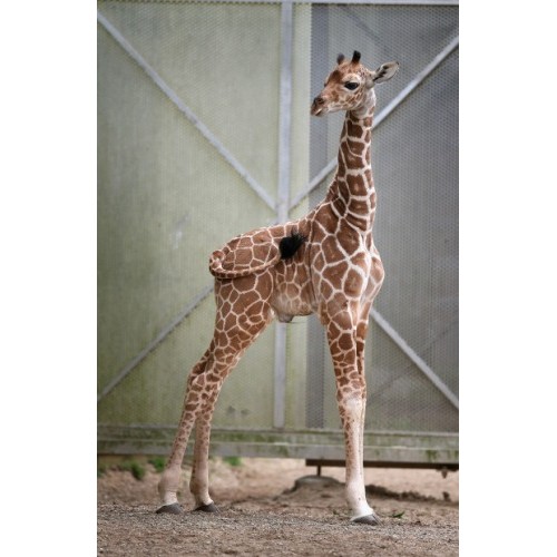 schleich baby giraffe