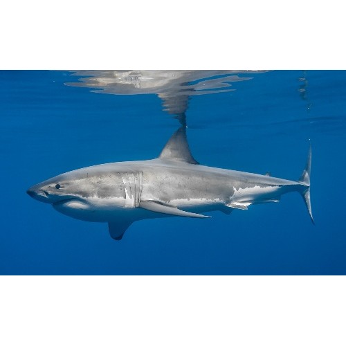 schleich great white shark