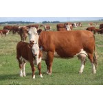 Cow - Hereford Cow - Schleich 13867