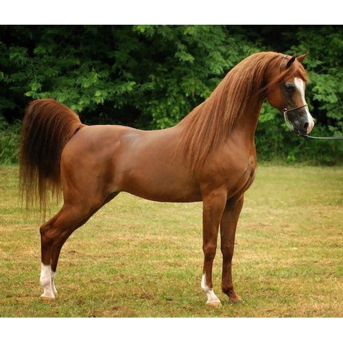 13907 Schleich Horse Club Arabian Stallion Figure 