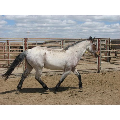 Mustang stallion Schleich horse 13805 