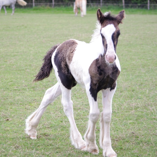 schleich tinker foal
