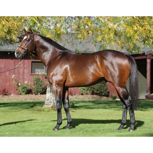 schleich english thoroughbred