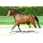 Horse - Trakehner Gelding - Schleich Horse Club 13909