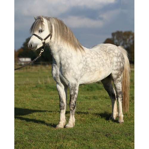 schleich welsh pony stallion