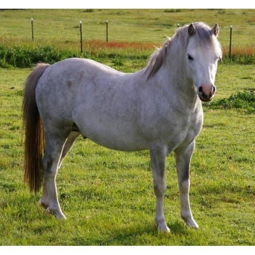 schleich welsh pony stallion