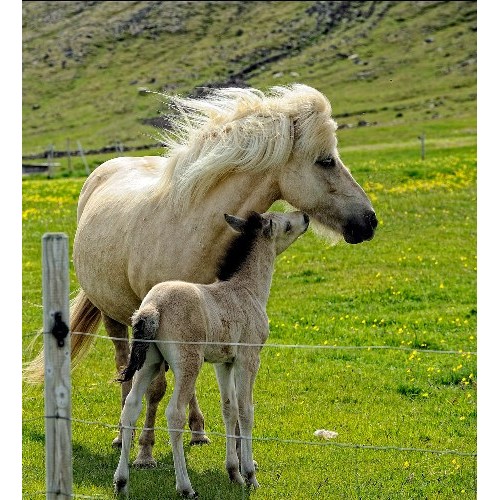 schleich icelandic pony mare