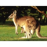 Kangaroo with Joey - Schleich 14756