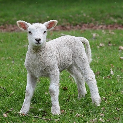 Sheep - Lamb - Schleich 13883 - from who what why