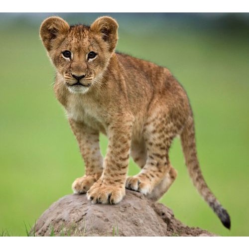 schleich lion cub