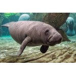 Manatee - Schleich 14839 * 