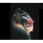 Mandrill -  Schleich 14856