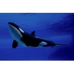Orca (Killer Whale) - Schleich 14807