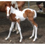 Horse - Paint Foal - Schleich Horse Club 13886