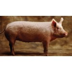 Pig - Schleich 13933