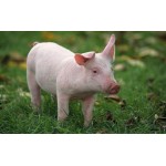 Piglet - Schleich 13934