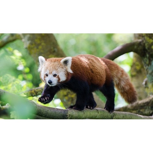 schleich red panda