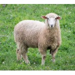 Sheep - Ram - Schleich 13937 