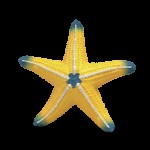 Starfish Colour Changing - Schleich 14902 NEW in 2026 Starfish Colour Changing - Schleich 14902 NEW in 2026