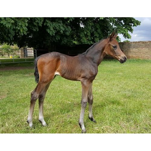 schleich trakehner foal