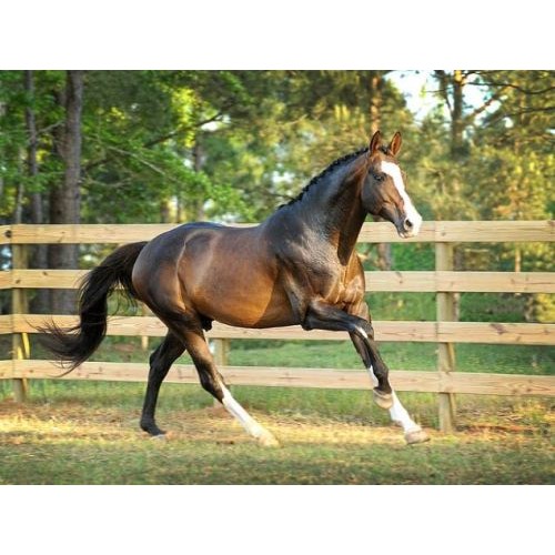 schleich trakehner stallion
