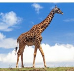 Giraffe Male - Schleich 14749