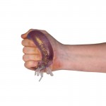 Smooshos Octopus Super Squeeze