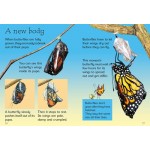 Caterpillars and Butterflies - Usborne